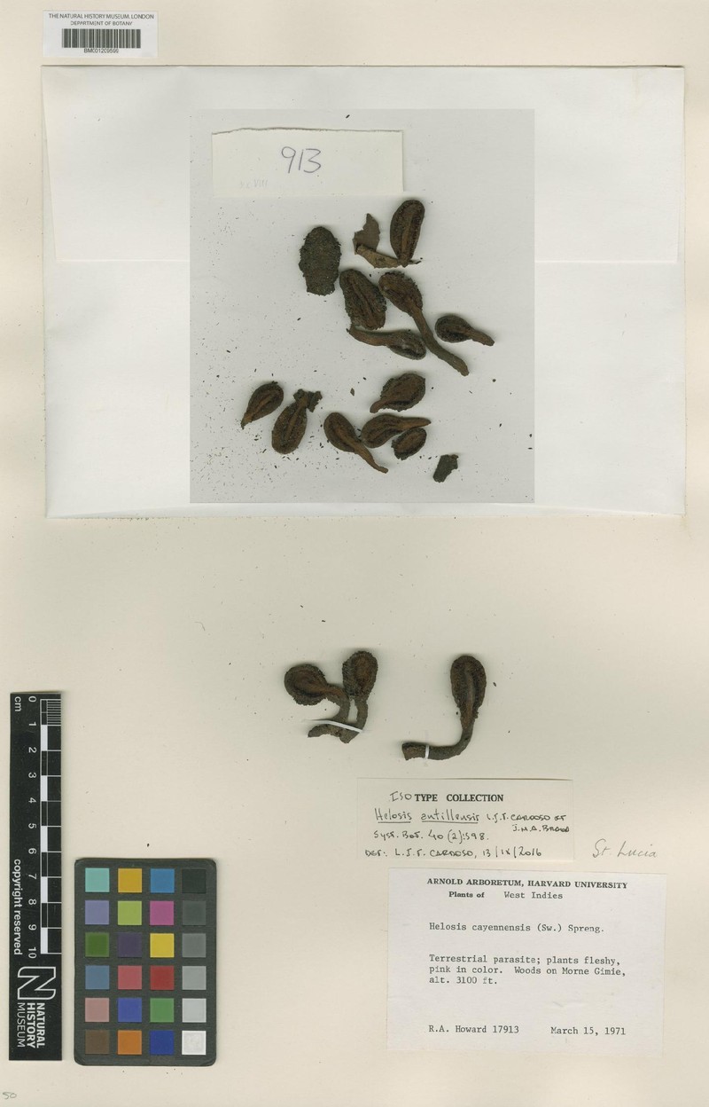 Helosis antillensis photo 5