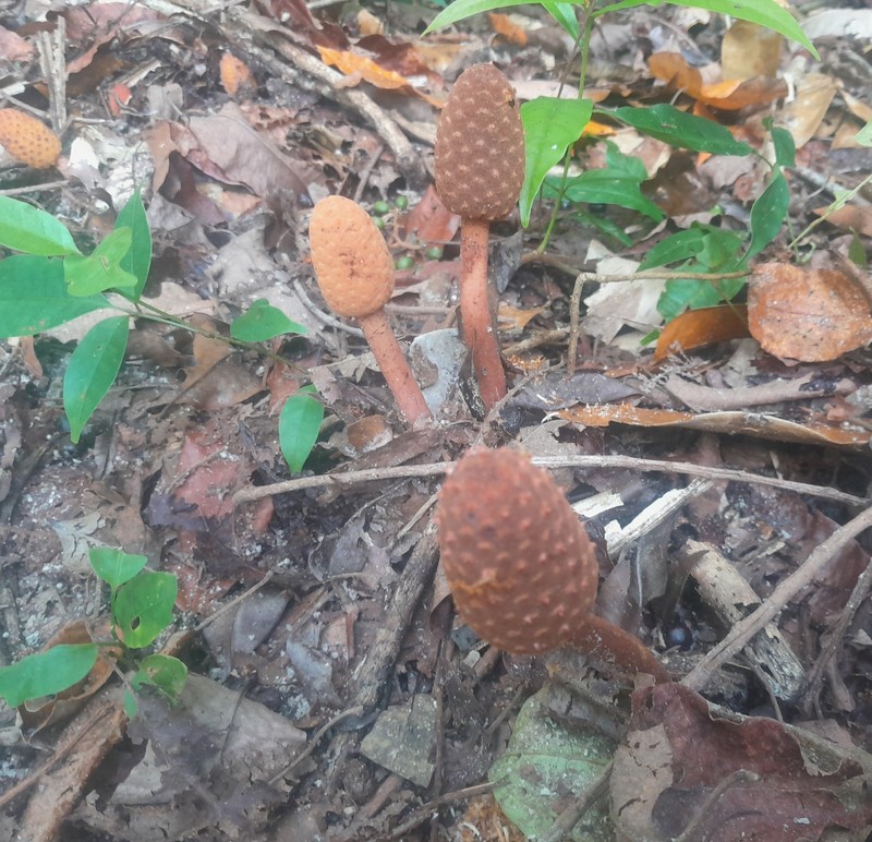 Helosis cayennensis var. cayennensis