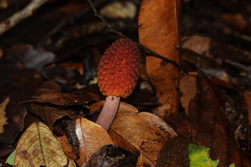 Helosis cayennensis var. cayennensis photo 2