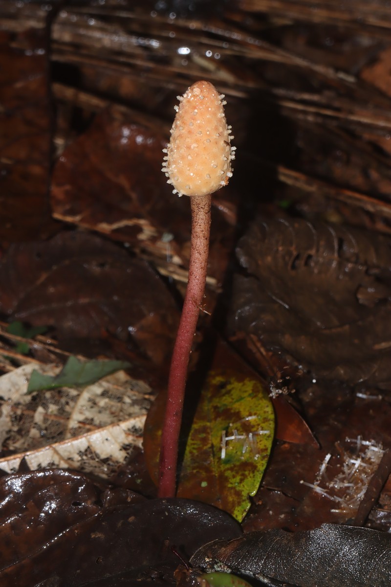 Helosis cayennensis var. cayennensis photo 3