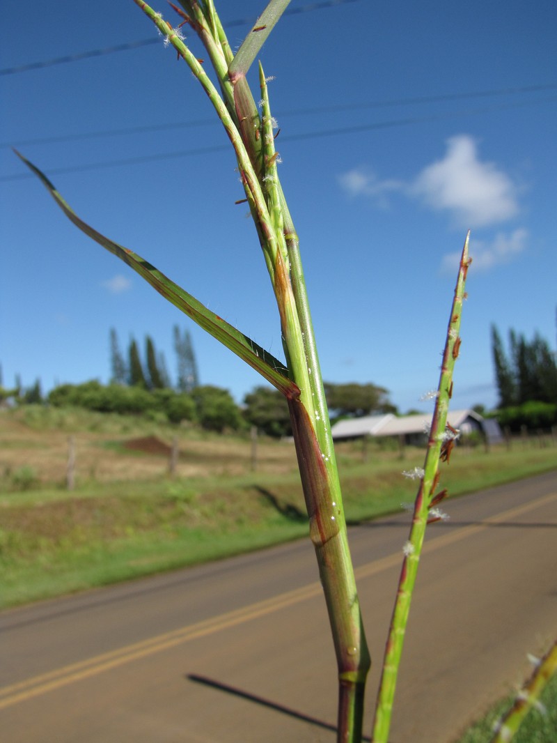 Limpograss photo 2