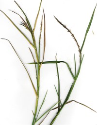 Limpograss