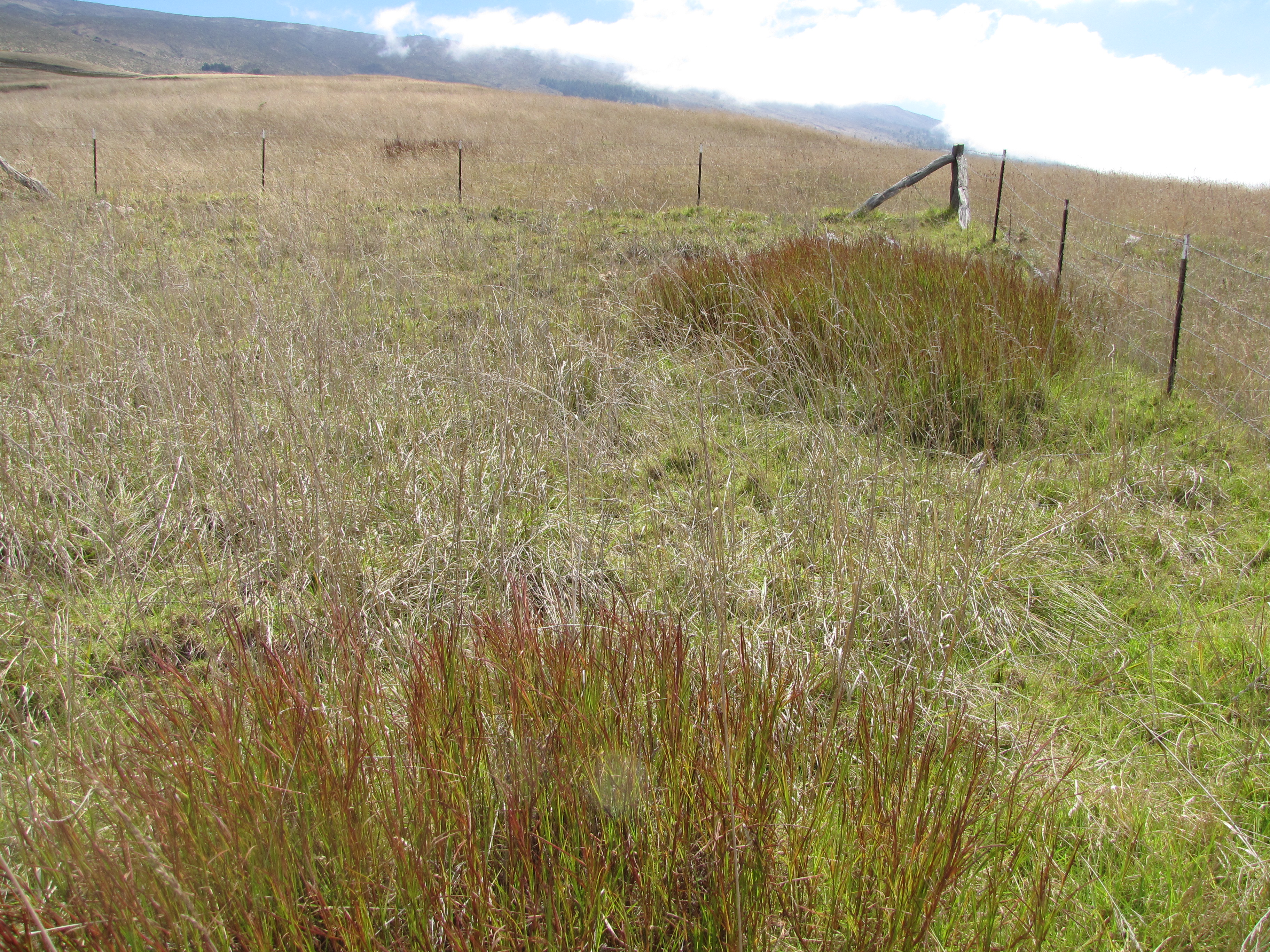 Limpograss photo 3