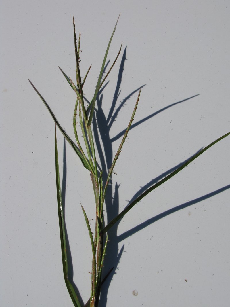 Limpograss photo 4