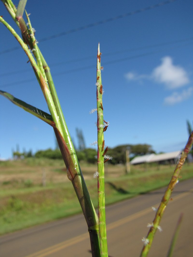 Limpograss photo 5