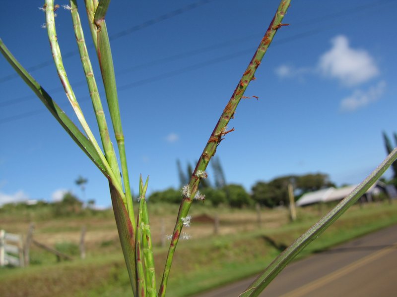 Limpograss photo 6