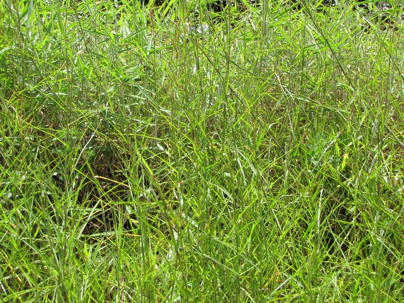 Limpograss photo 7