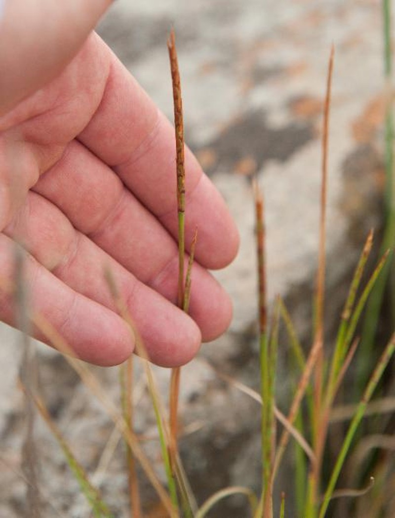 Hemarthria uncinata var. uncinata