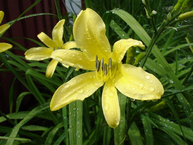 Citron Daylily
