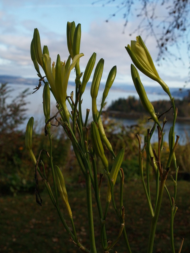 Hemerocallis citrina var. citrina