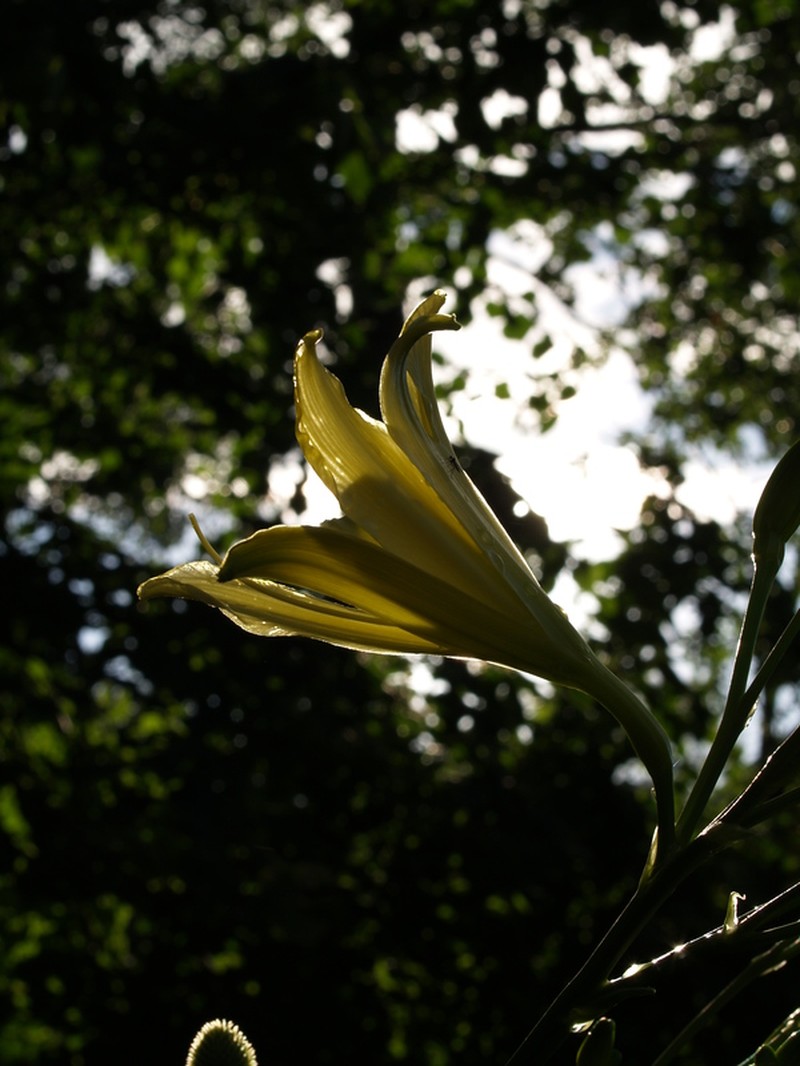 Hemerocallis citrina var. citrina photo 3