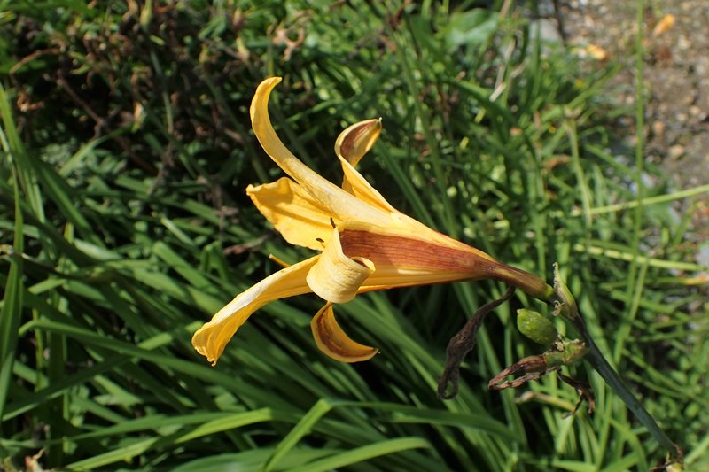 Dumortier's Daylily