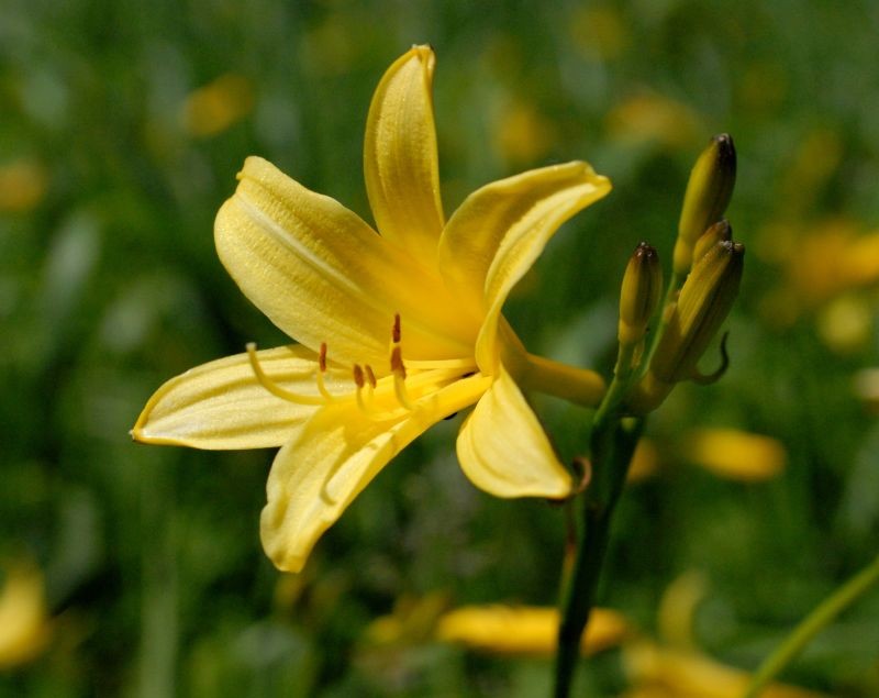 Yellow Daylily photo 5