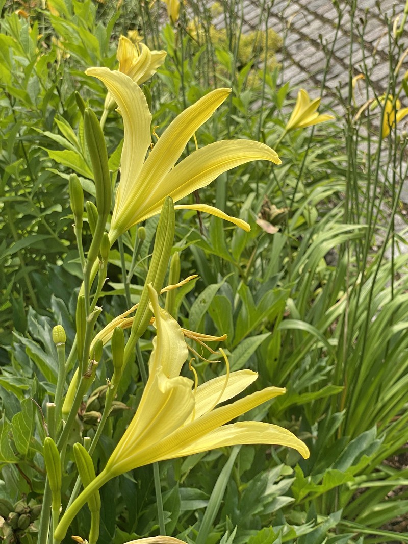 Yellow Daylily photo 2