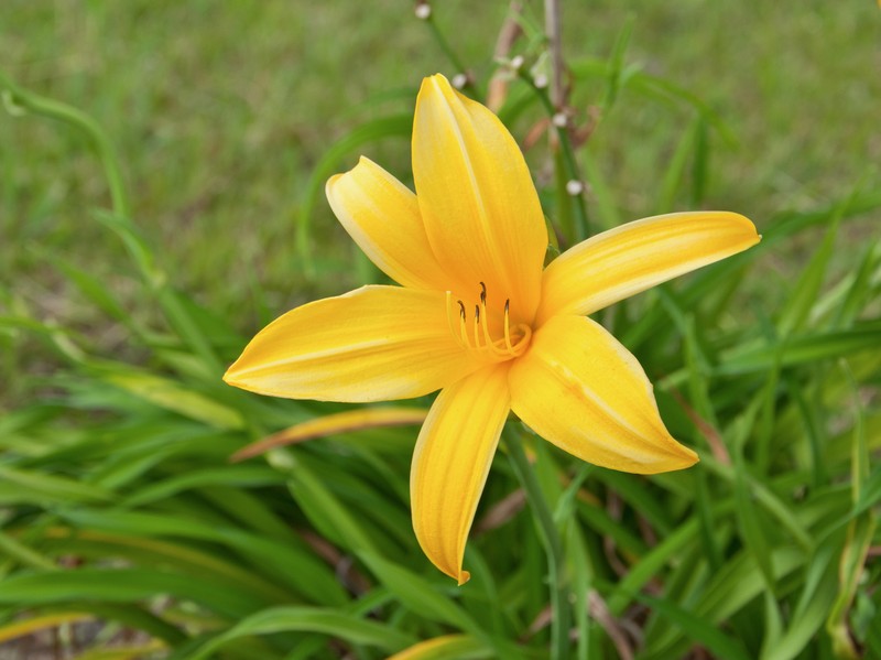 Yellow Daylily photo 3