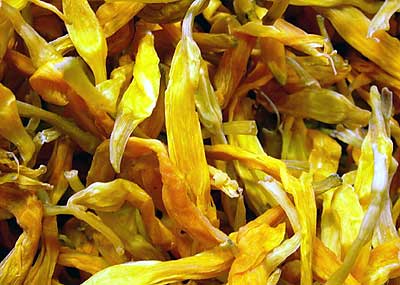 Yellow Daylily photo 6