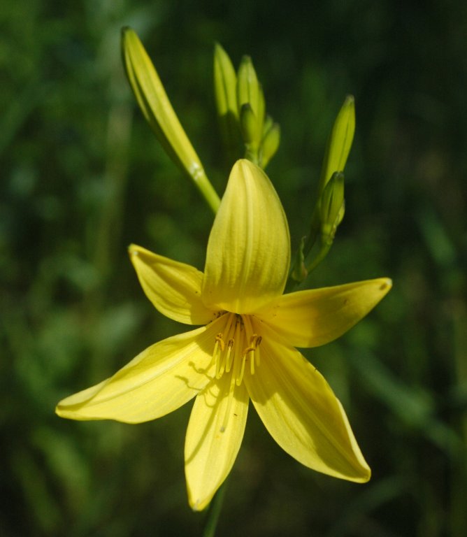 Yellow Daylily