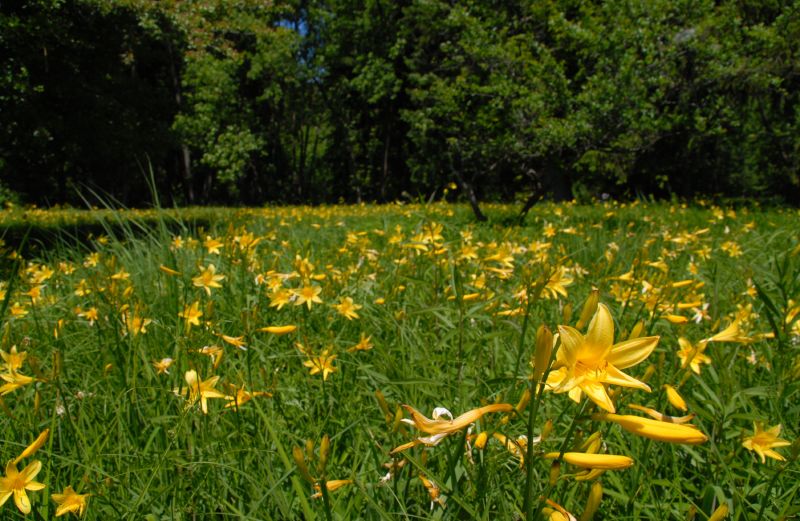 Yellow Daylily photo 7