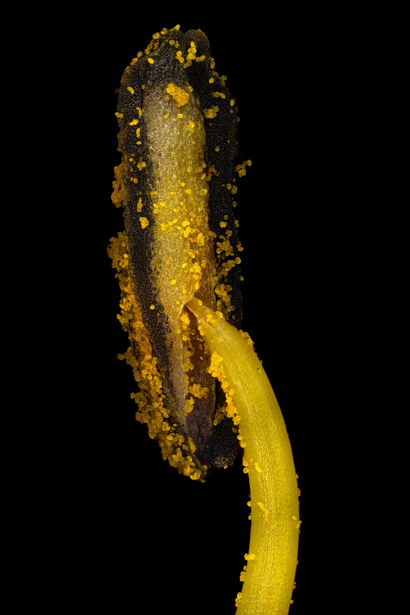Yellow Daylily photo 8