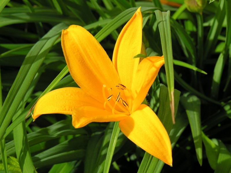Amur Daylily