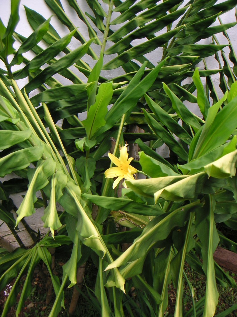 Small Daylily photo 5