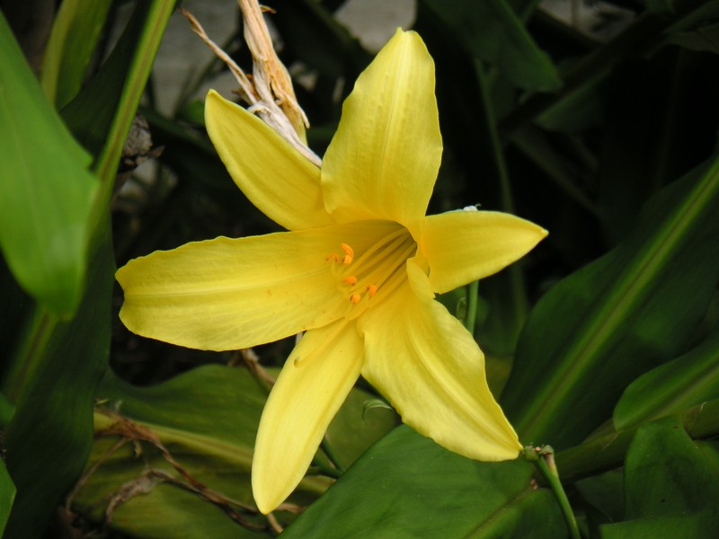 Small Daylily photo 6