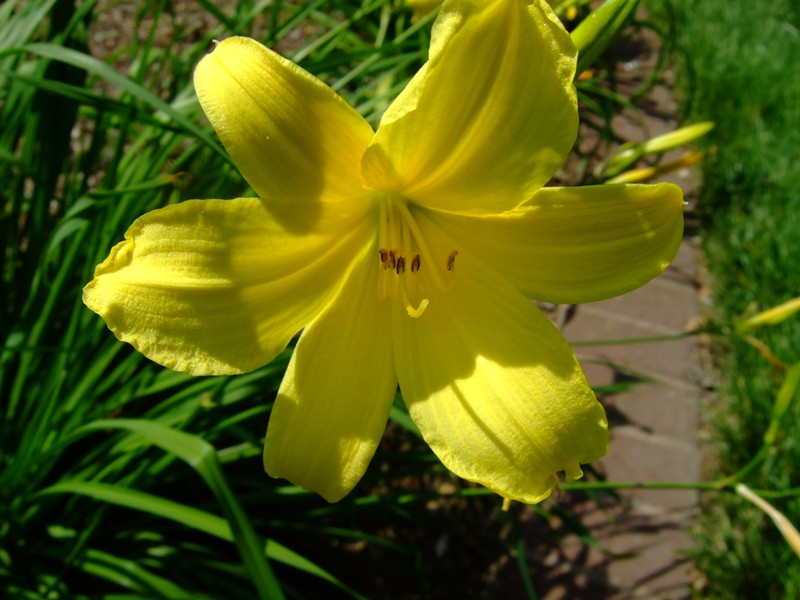 Small Daylily photo 7