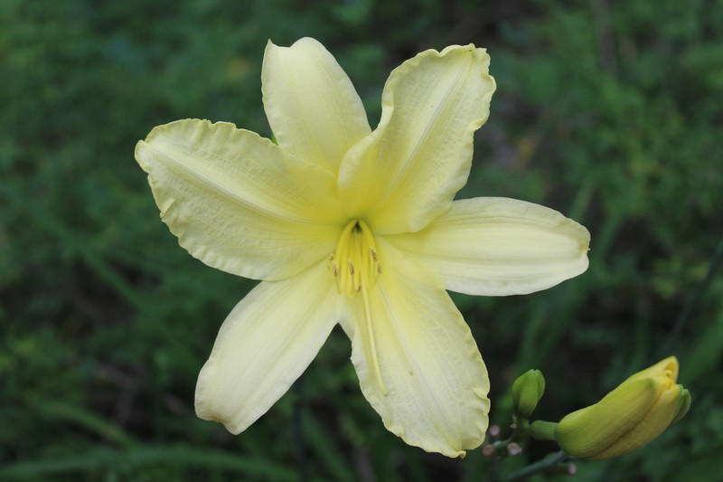 Small Daylily photo 2