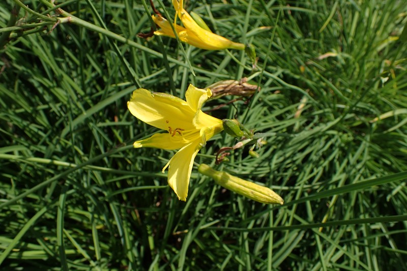 Small Daylily photo 3