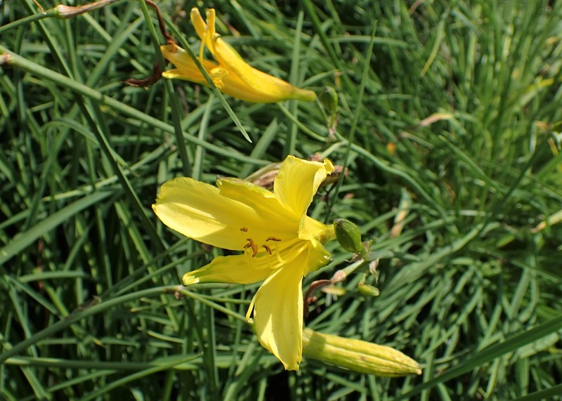 Small Daylily photo 4