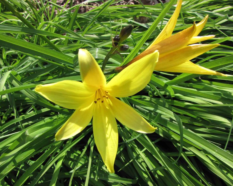 Small Daylily photo 8