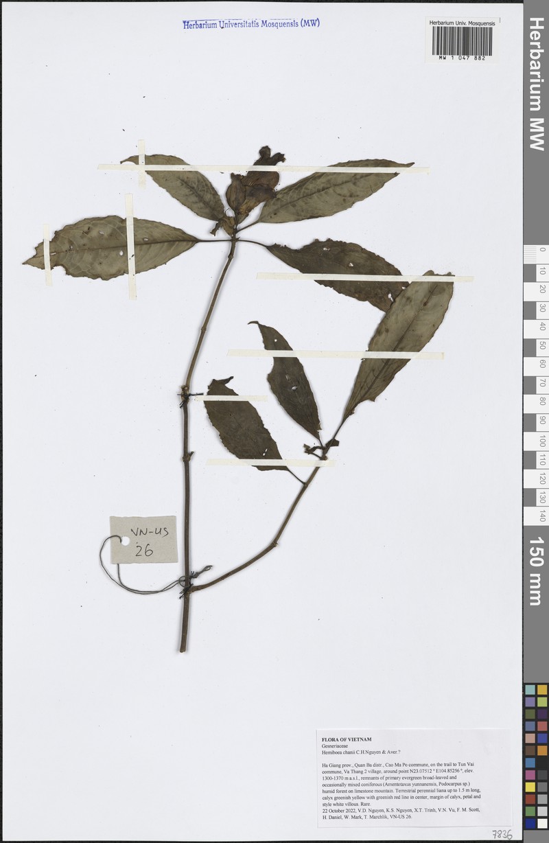 Hemiboea chanii