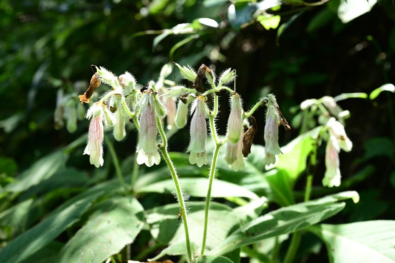 Hemiboea kaiyangensis photo 2