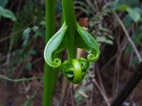 Halfnetfern