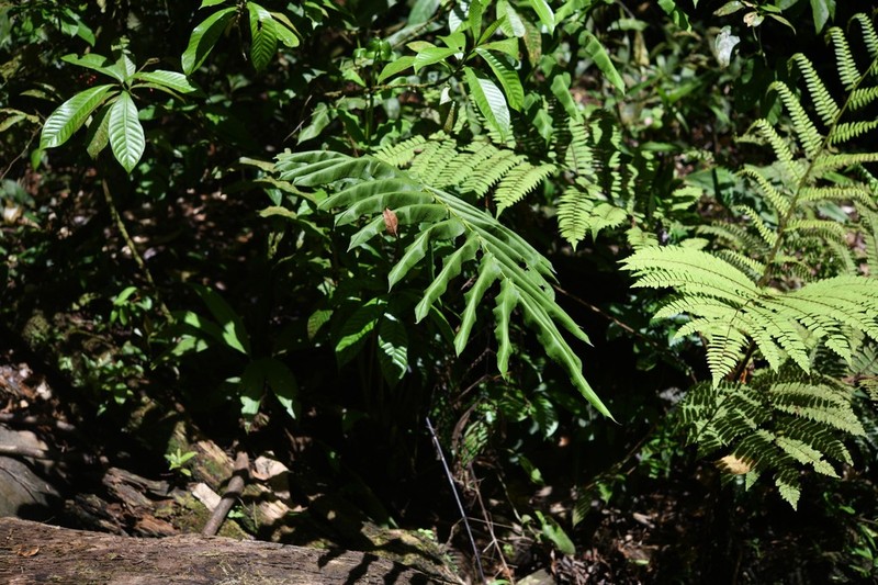 Halfnetfern photo 2