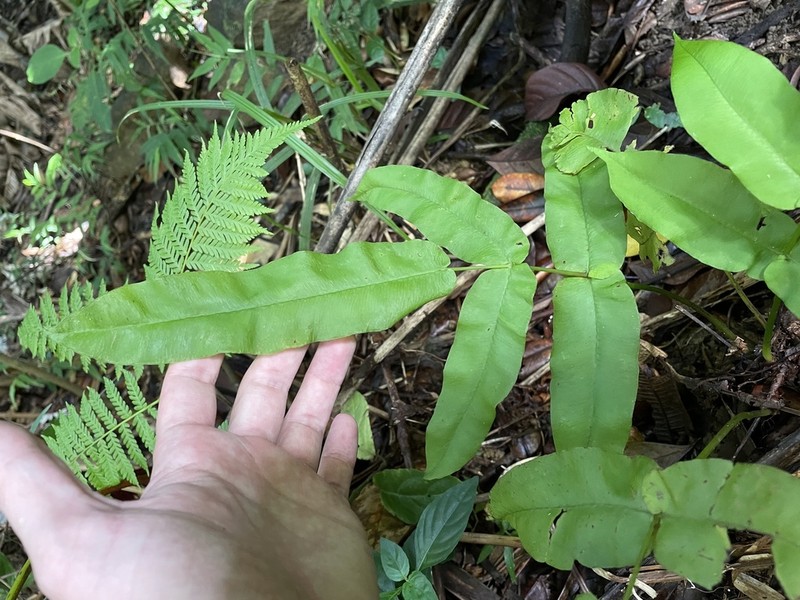 Halfnetfern photo 3