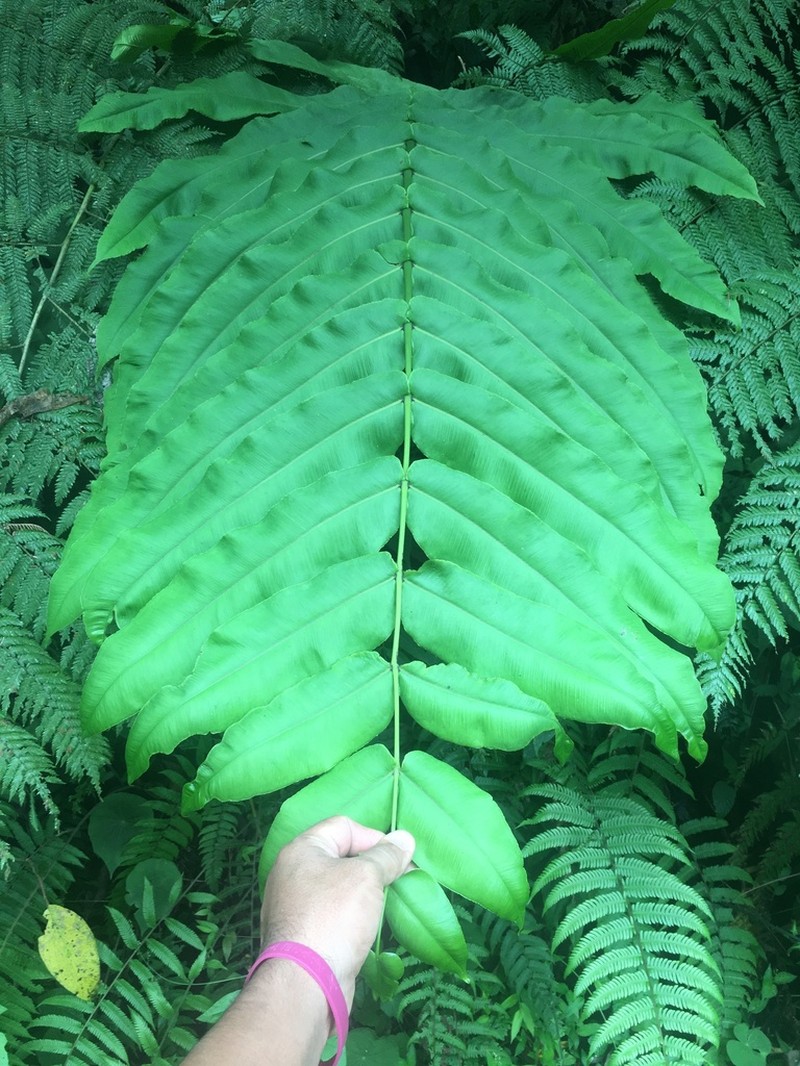 Halfnetfern photo 4