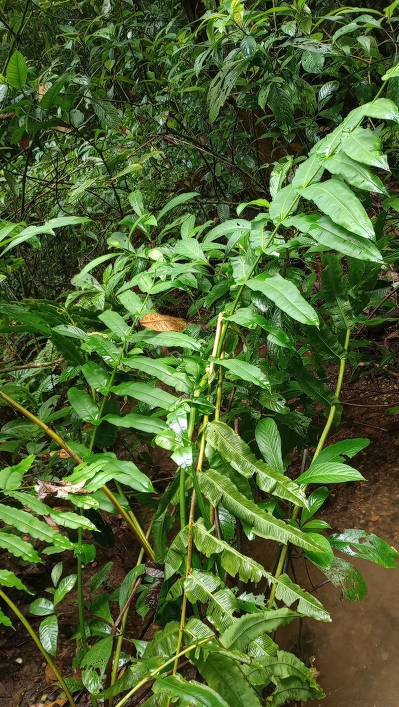 Halfnetfern photo 5