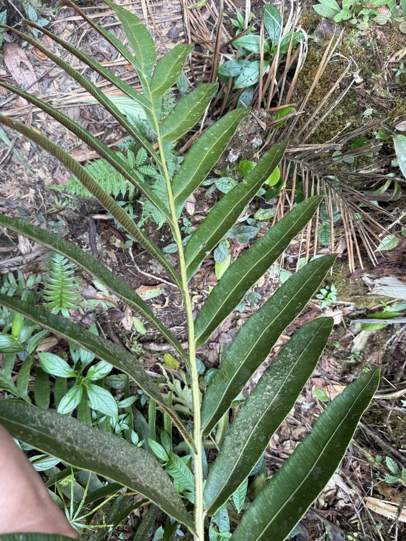 Halfnetfern photo 6