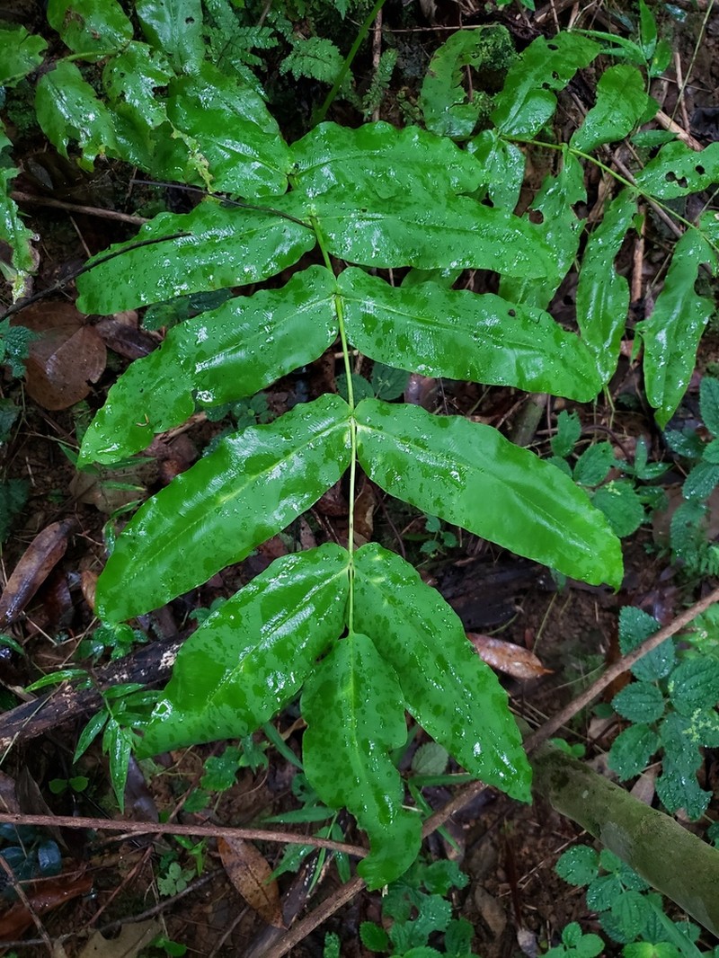 Halfnetfern photo 7