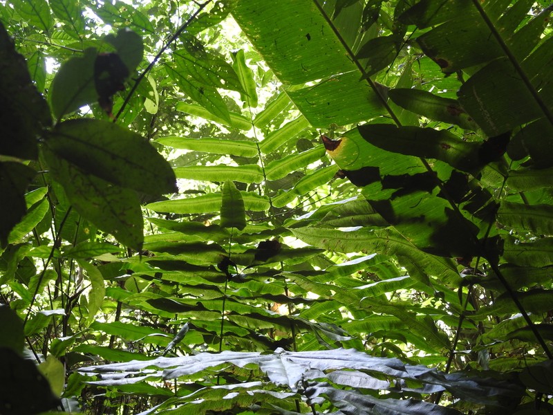 Halfnetfern photo 8
