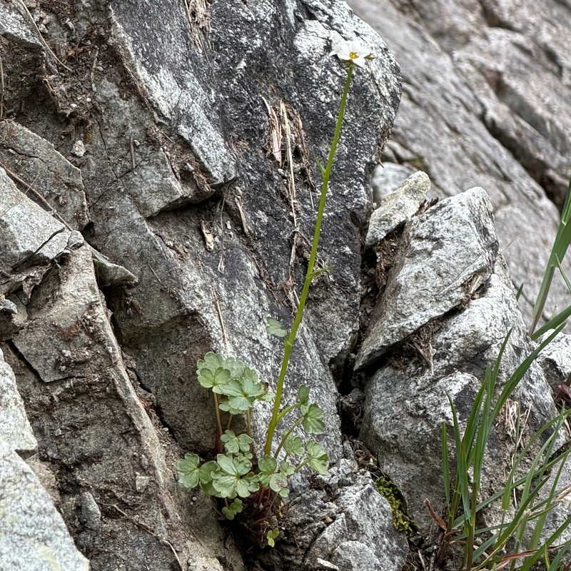 Buttercup Suksdorfia
