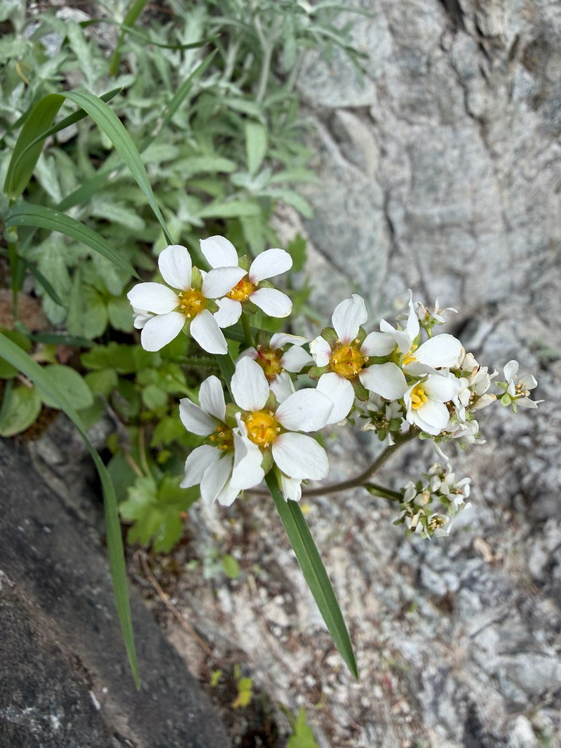 Buttercup Suksdorfia photo 2