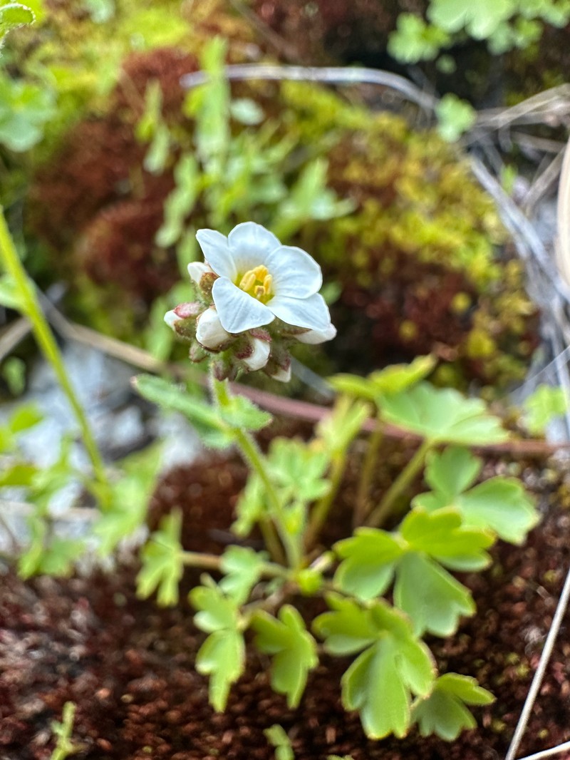 Buttercup Suksdorfia photo 3