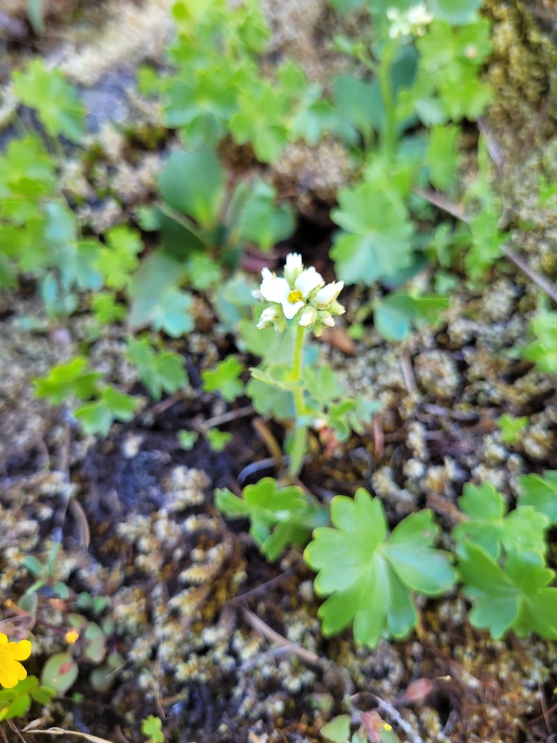 Buttercup Suksdorfia photo 5