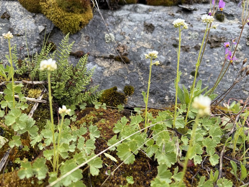 Buttercup Suksdorfia photo 6