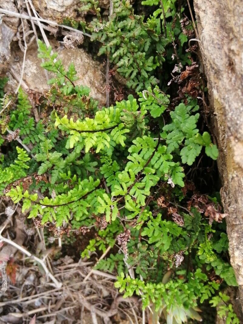 Hemionitis acrostica photo 3
