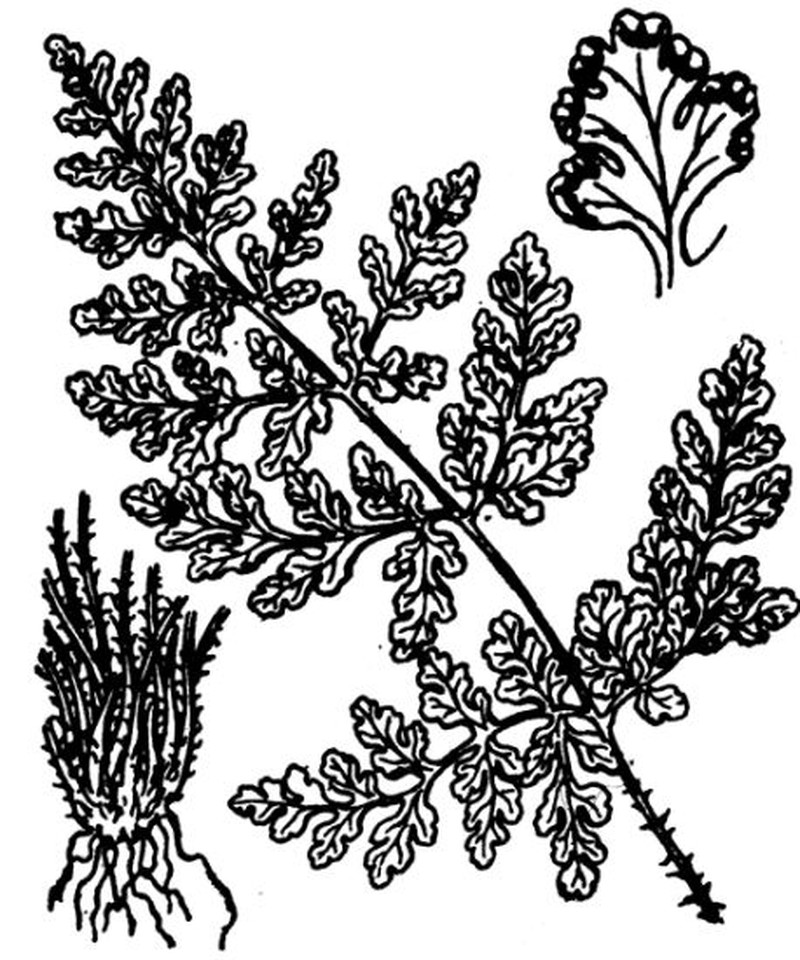 Hemionitis acrostica