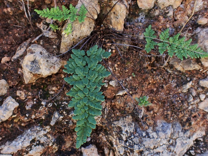 Hemionitis acrostica photo 4