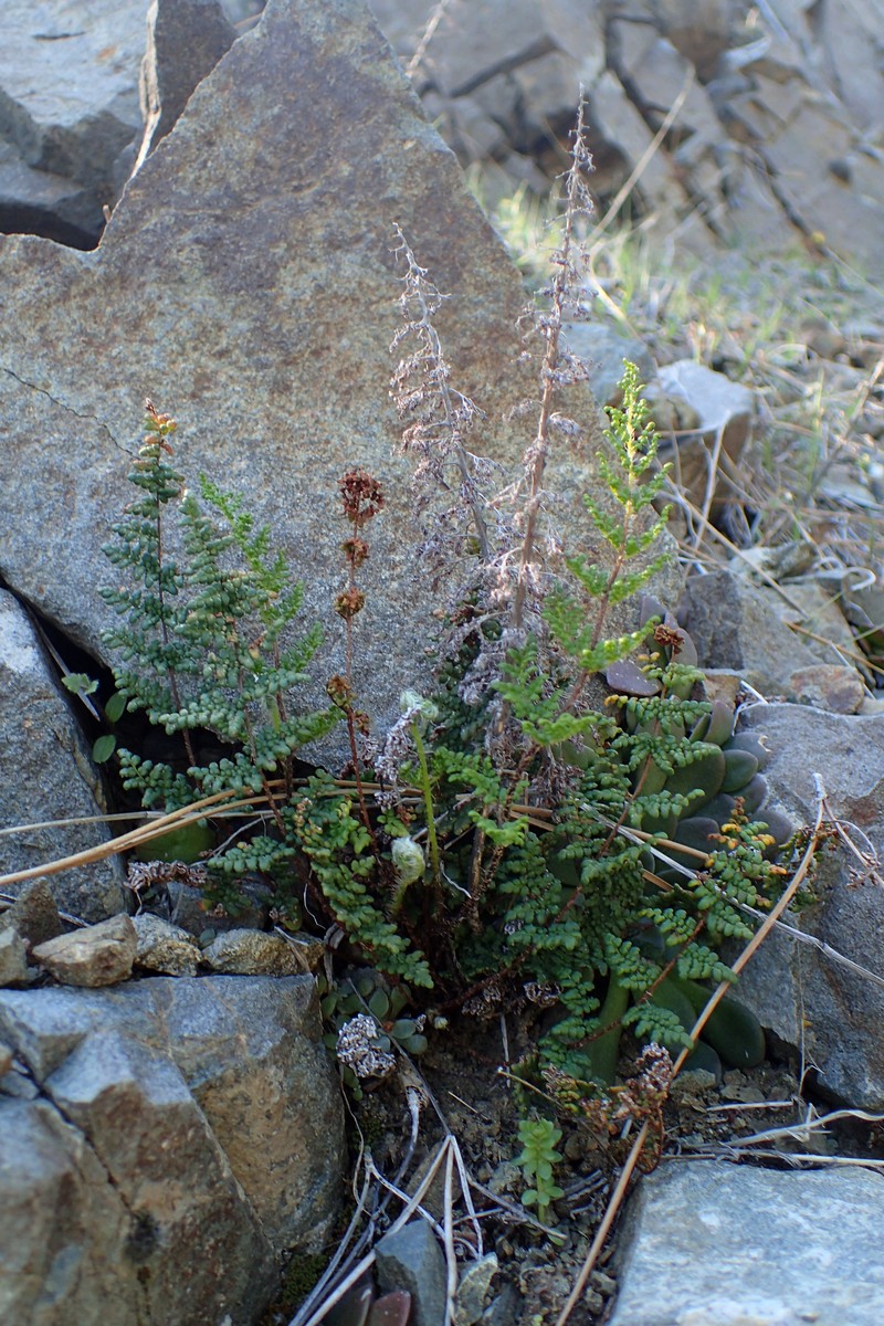 Hemionitis acrostica photo 5